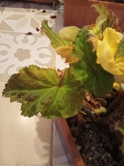 Begonia × tuberhybrida