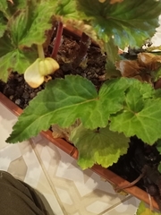 Begonia × tuberhybrida