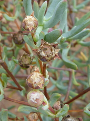 Ruschiella argentea