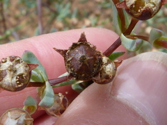 Ruschiella argentea