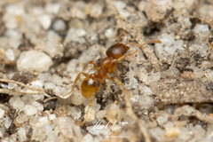 Pheidole rugosula