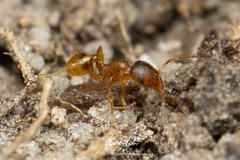 Pheidole rugosula