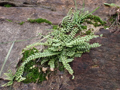 Asplenium trichomanes