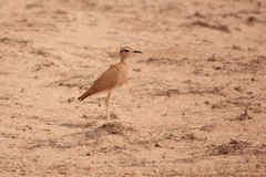 Cursorius somalensis