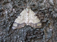 Episteira nigrilinearia
