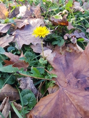 Taraxacum officinale