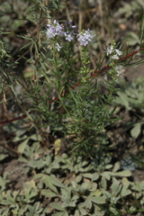 Veronica pinnata