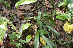 Brassia verrucosa