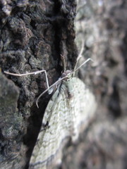 Episteira nigrilinearia
