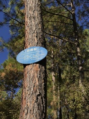 Pinus yunnanensis