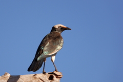 Lamprotornis albicapillus