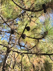 Pinus yunnanensis