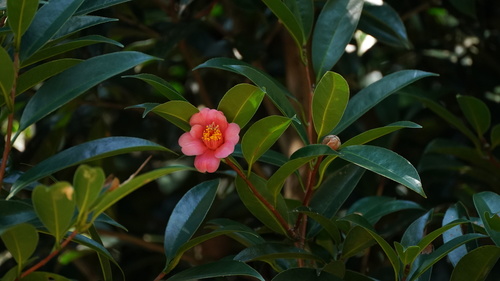 Camellia hongkongensis, 2021-11-13