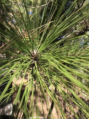 Pinus yunnanensis