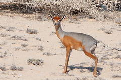 Madoqua piacentinii