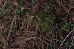 Seseli tommasinii
