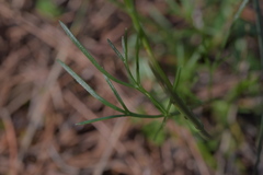 Seseli tommasinii