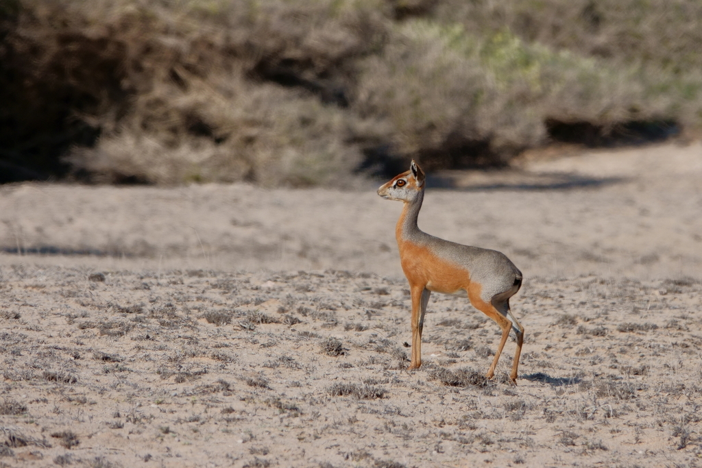 Ginekologda jinsiy aloqaning yashirin video yozuvi Orta asr jinsiy porno