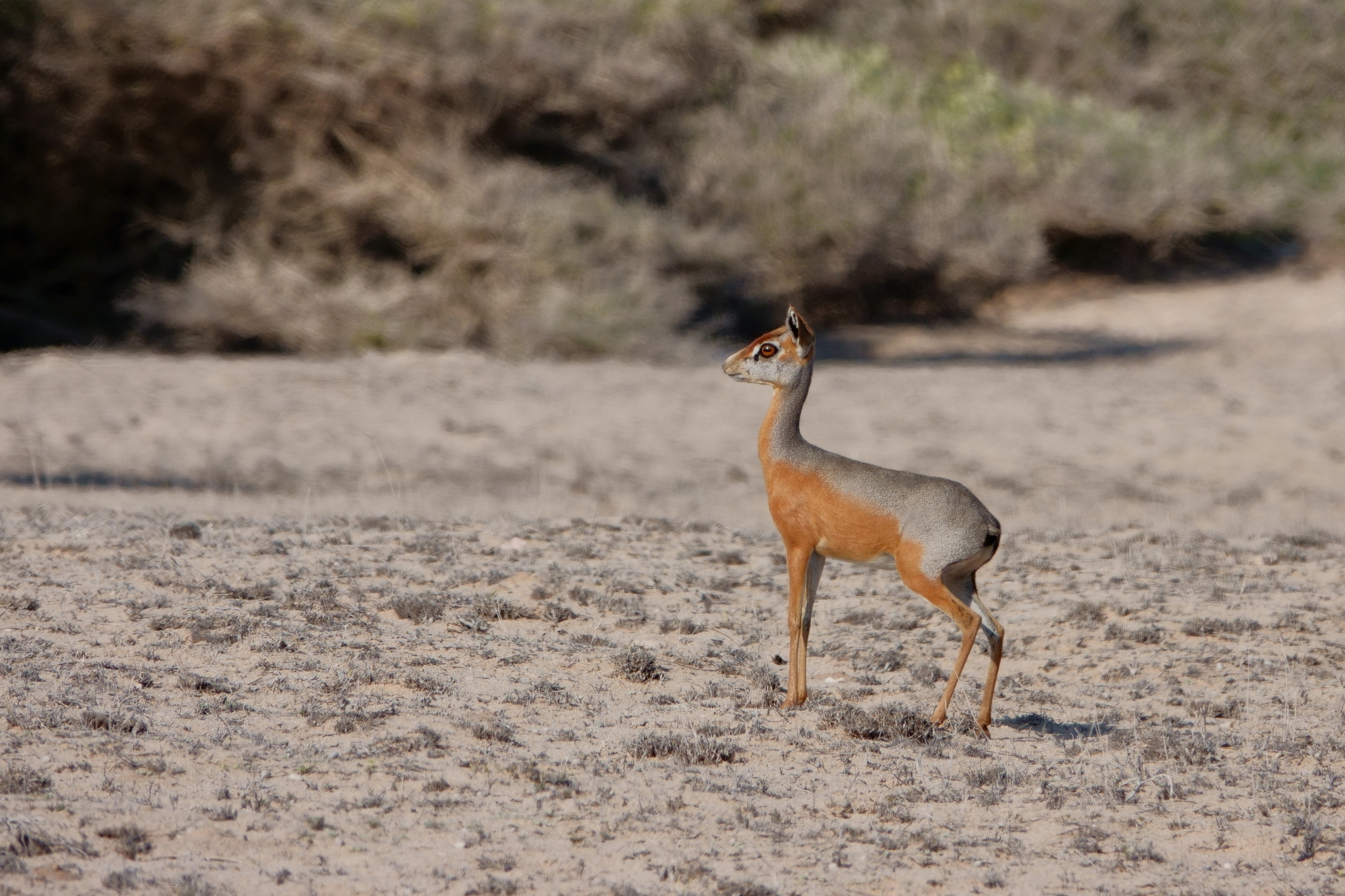 erotik pulsatsiyalar toplamlari Xezer Rene Smit