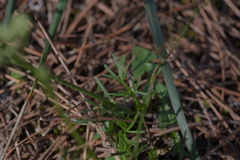 Seseli tommasinii