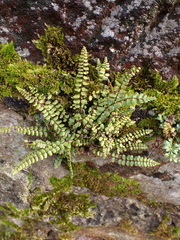 Asplenium trichomanes