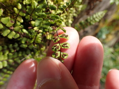 Asplenium trichomanes