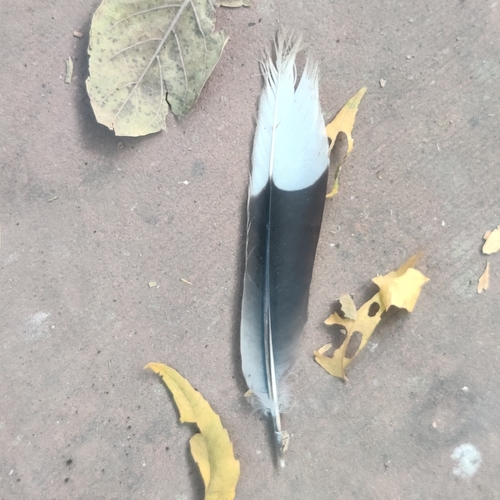 Plume de Tourterelle maillée