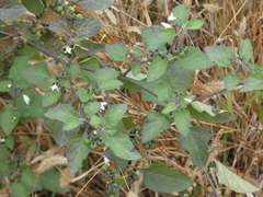 Solanum nigrum