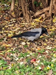 Corvus cornix