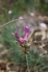 Astragalus vesicarius