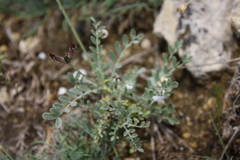 Astragalus vesicarius