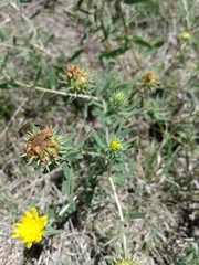 Grindelia brachystephana