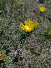 Grindelia brachystephana