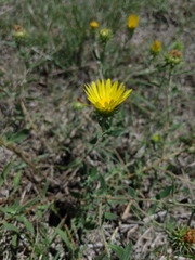 Grindelia brachystephana