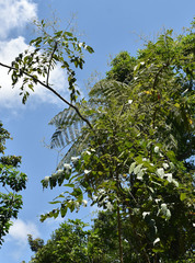 Polyscias australiana