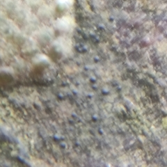 Pseudosagedia aenea