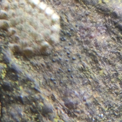 Pseudosagedia aenea