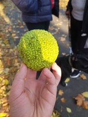 Maclura pomifera