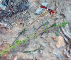 Jamesbrittenia atropurpurea