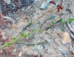 Jamesbrittenia atropurpurea