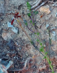 Jamesbrittenia atropurpurea