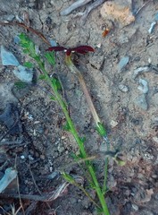 Jamesbrittenia atropurpurea