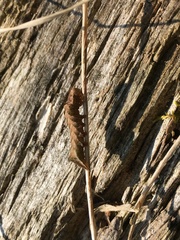 Melanchra persicariae