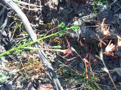 Jamesbrittenia atropurpurea