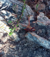 Jamesbrittenia atropurpurea