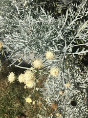 Senecio viravira