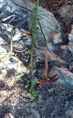 Jamesbrittenia atropurpurea