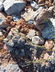 Jamesbrittenia atropurpurea