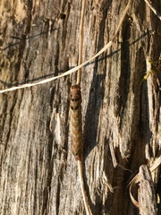 Melanchra persicariae