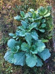 Brassica oleracea viridis